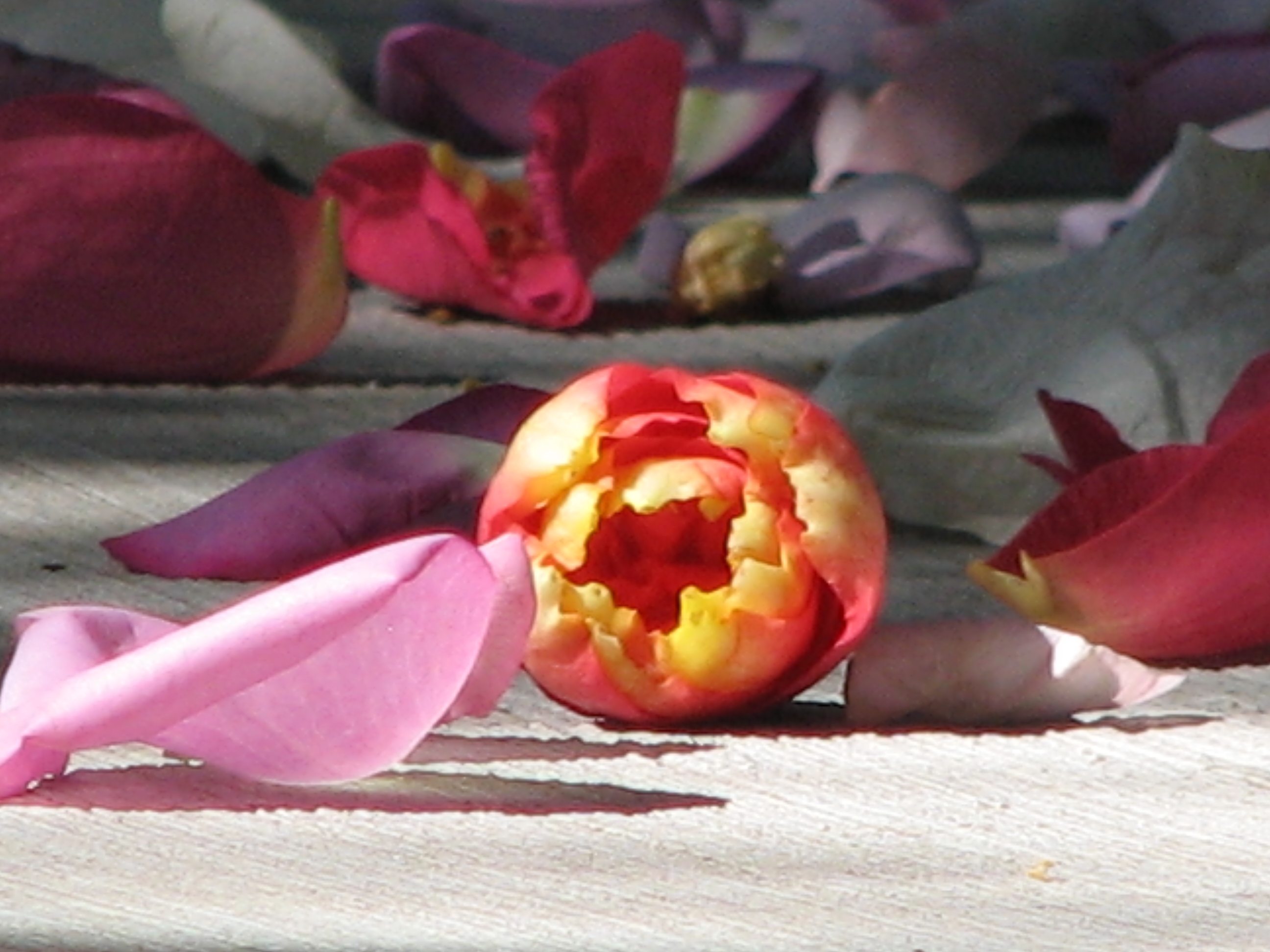 My first every zoomed in flower photo